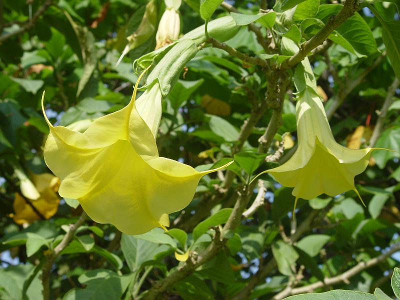 booroowhangary-nov09 067.jpg